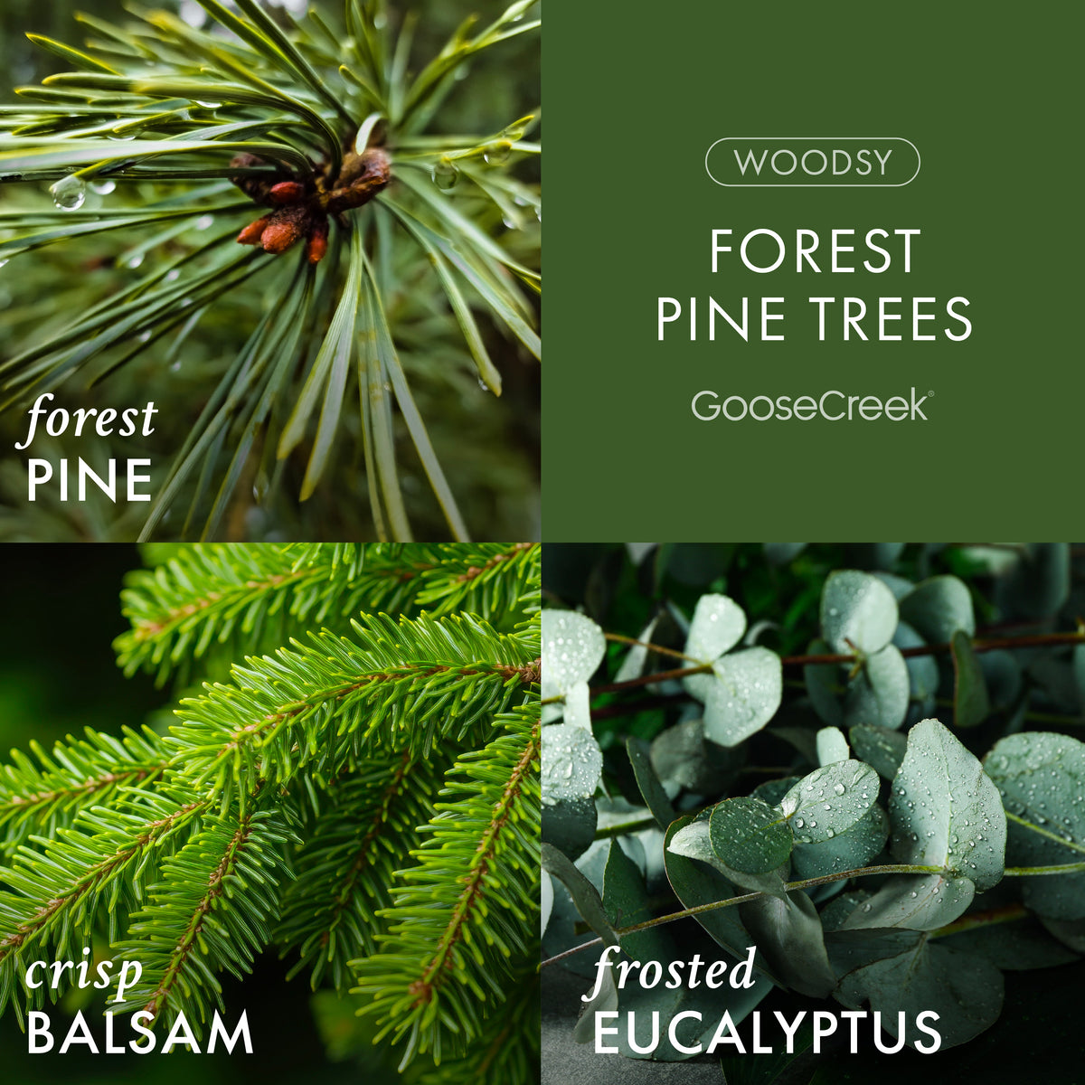 Forest Pine Trees 7oz Single Wick Candle